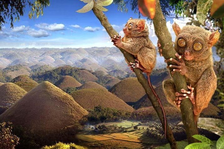 Cebu + Bohol, Philippines