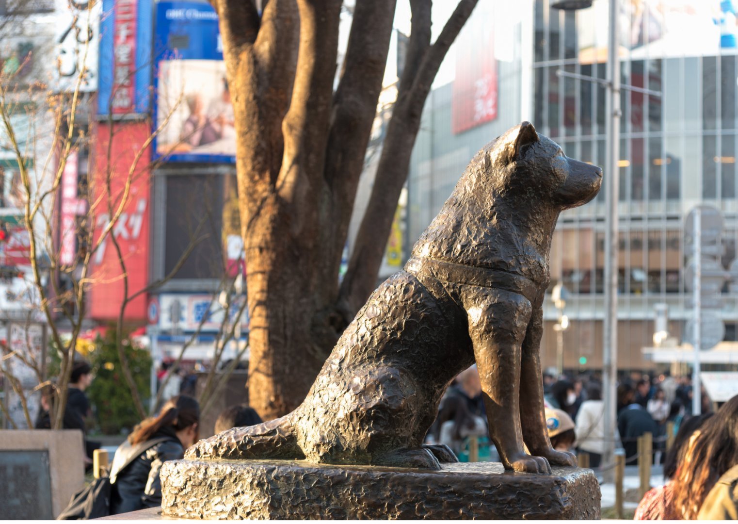Tokyo + Mt Fuji + Yokohama, Japan
