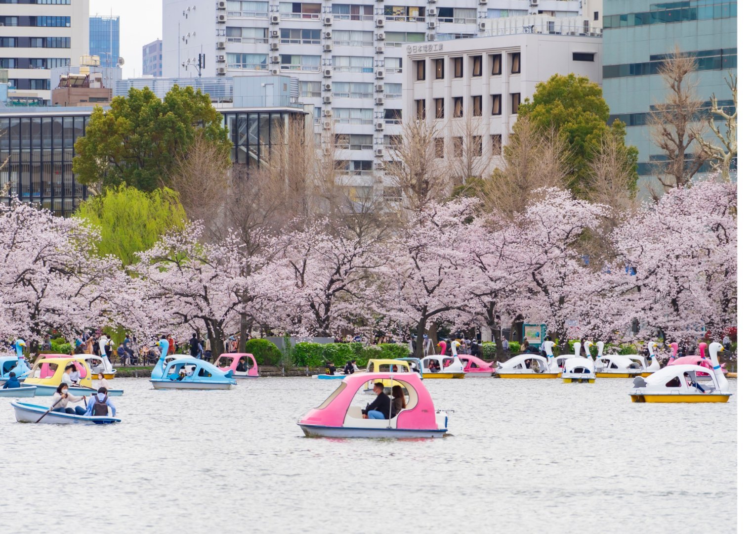 Tokyo + Mt.Fuji + Osaka, Japan